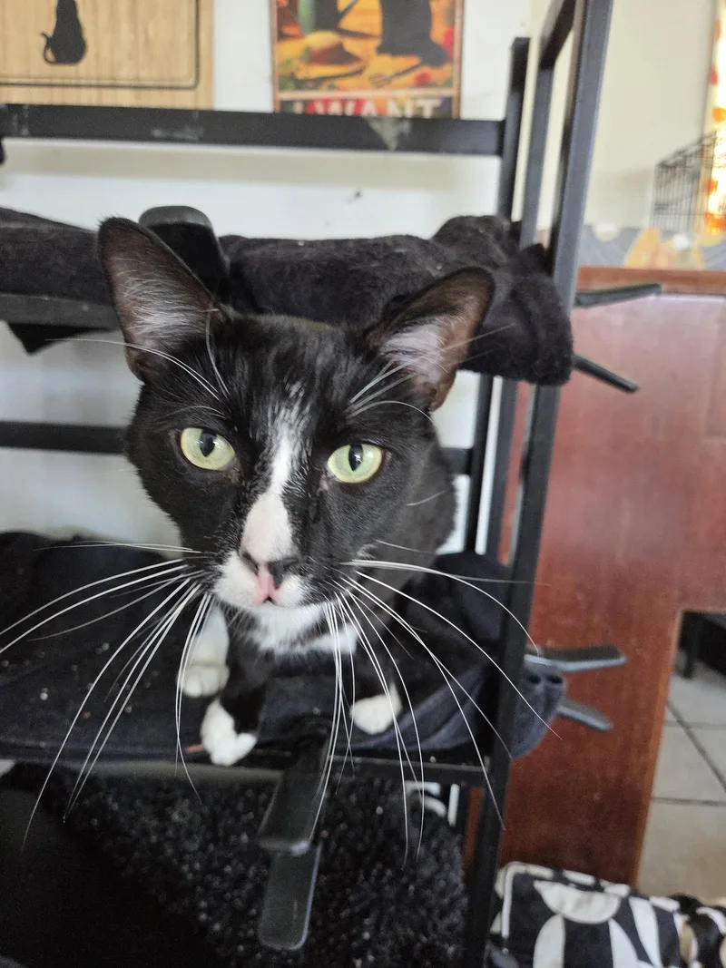 An adult medium-sized male Tuxedo cat named Prince for adoption in Buena Park, CA
