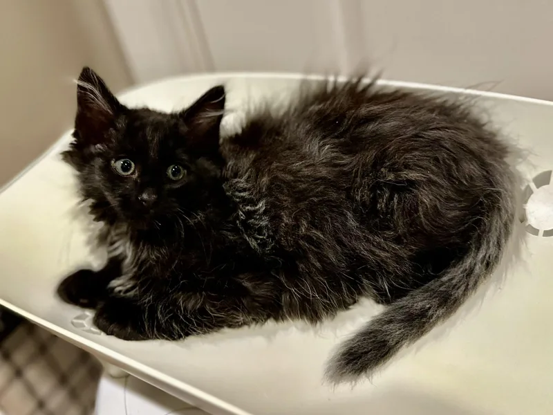 A baby medium-sized female Black & White / Tuxedo Domestic Medium Hair cat named Scrabble for adoption in Duluth, GA