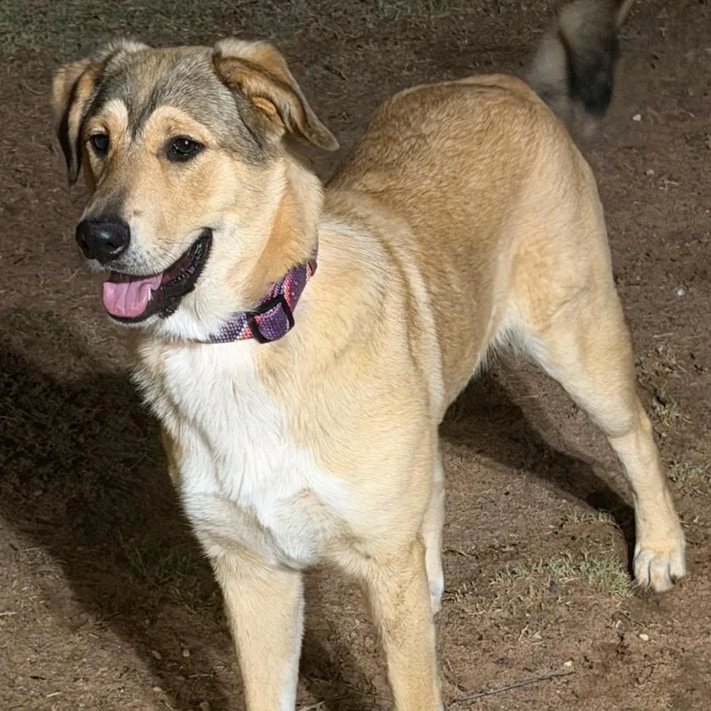 Xena