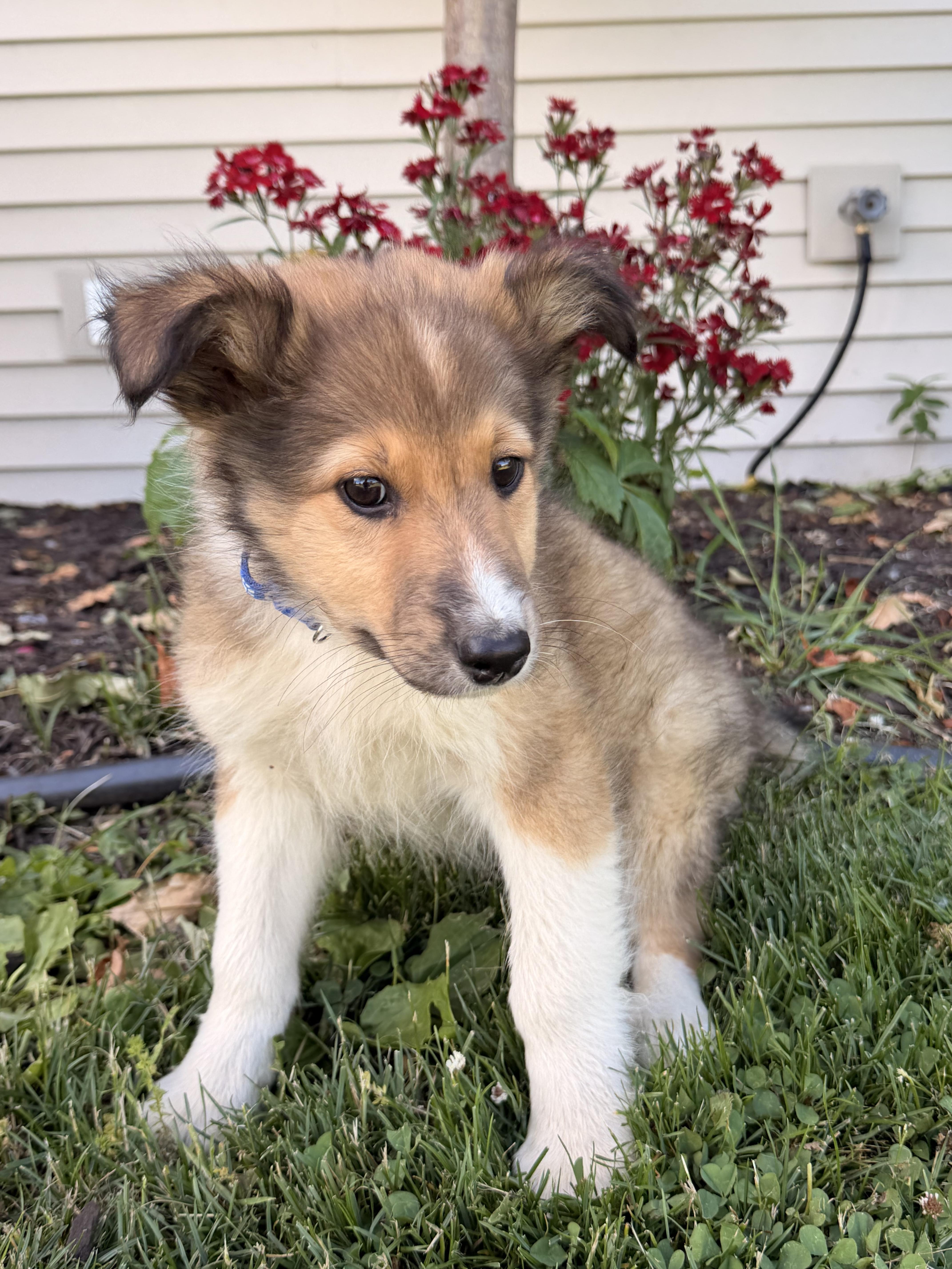 A baby medium-sized male Bicolor Rough Collie dog named Rider for adoption in North Freedom, WI