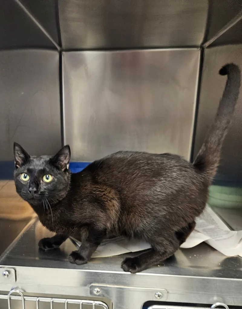 A young medium-sized male Black Domestic Short Hair cat named Kong for adoption in Mansfield, OH