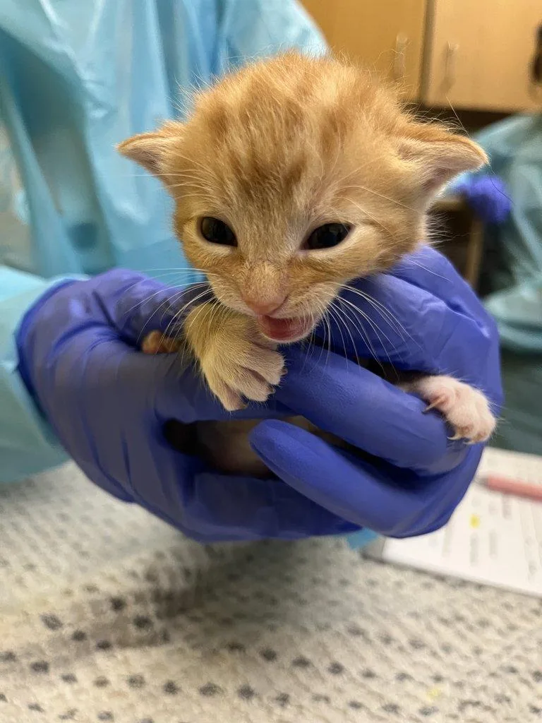 A baby small-sized male Tabby (Orange / Red) Domestic Short Hair cat named Waluigi for adoption in Raleigh, NC