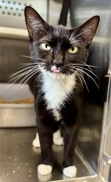 A young medium-sized female Domestic Short Hair cat named Mischief for adoption in Kalamazoo, MI