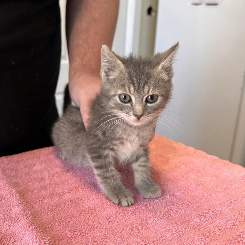 A baby small-sized male Gray / Blue / Silver Domestic Short Hair cat named Brussel for adoption in East Smithfield , PA