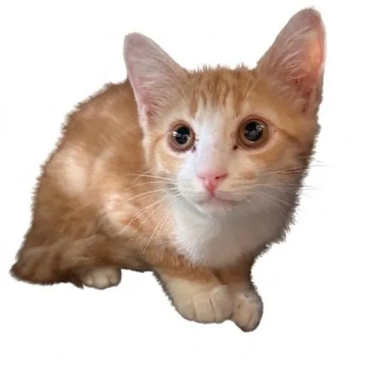 A baby small-sized female Orange / Red Domestic Short Hair cat named Feyre for adoption in New Port Richey, FL