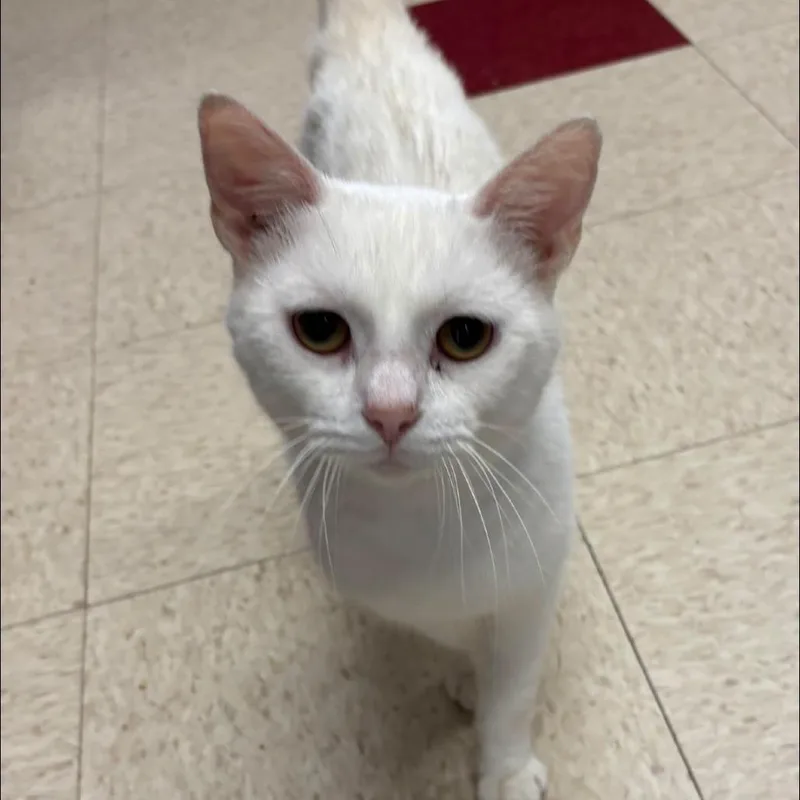 A young medium-sized male White Domestic Short Hair cat named Skater Boy for adoption in Waynesboro, PA