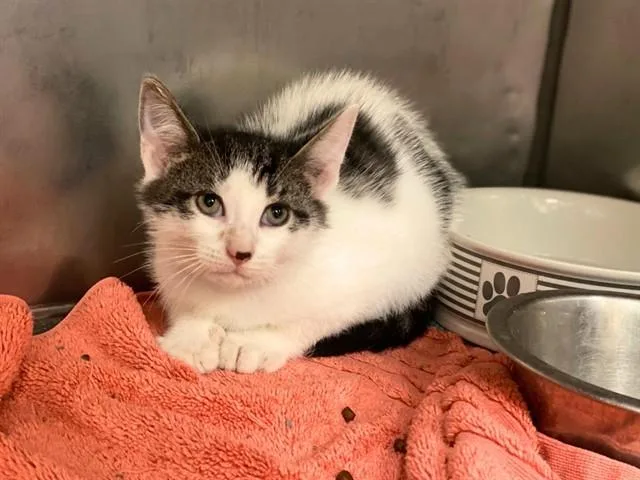 A baby small-sized male Domestic Short Hair cat named Spotee for adoption in Fort Wayne, IN