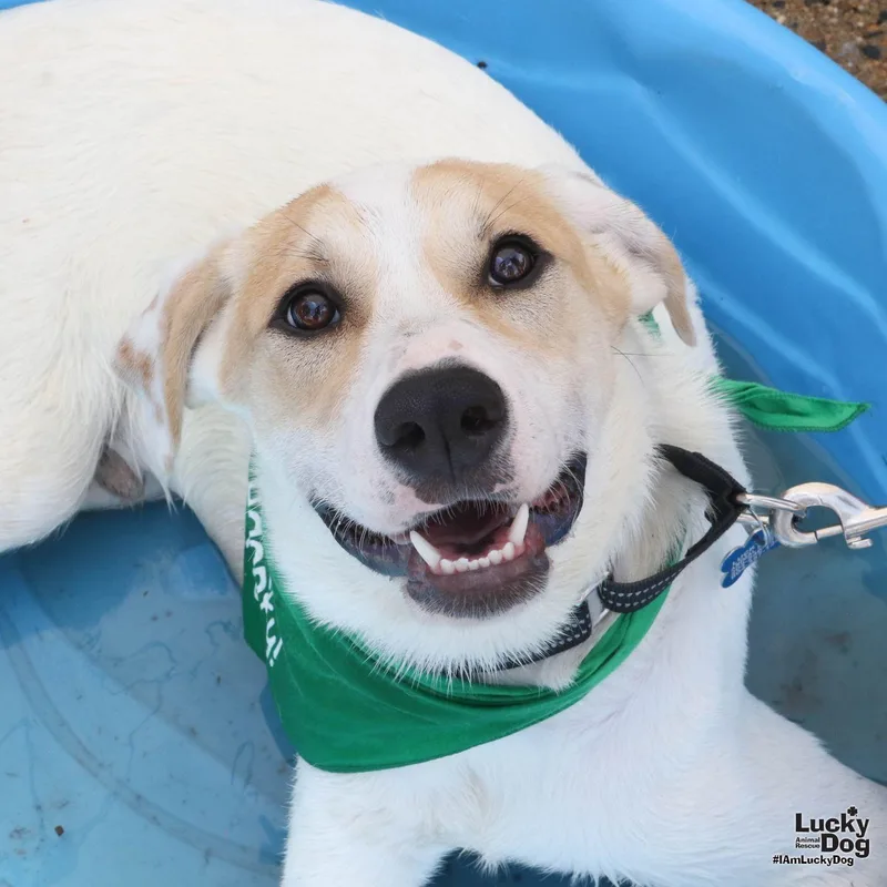 A young large-sized male Labrador Retriever dog named Greer for adoption in Washington, DC