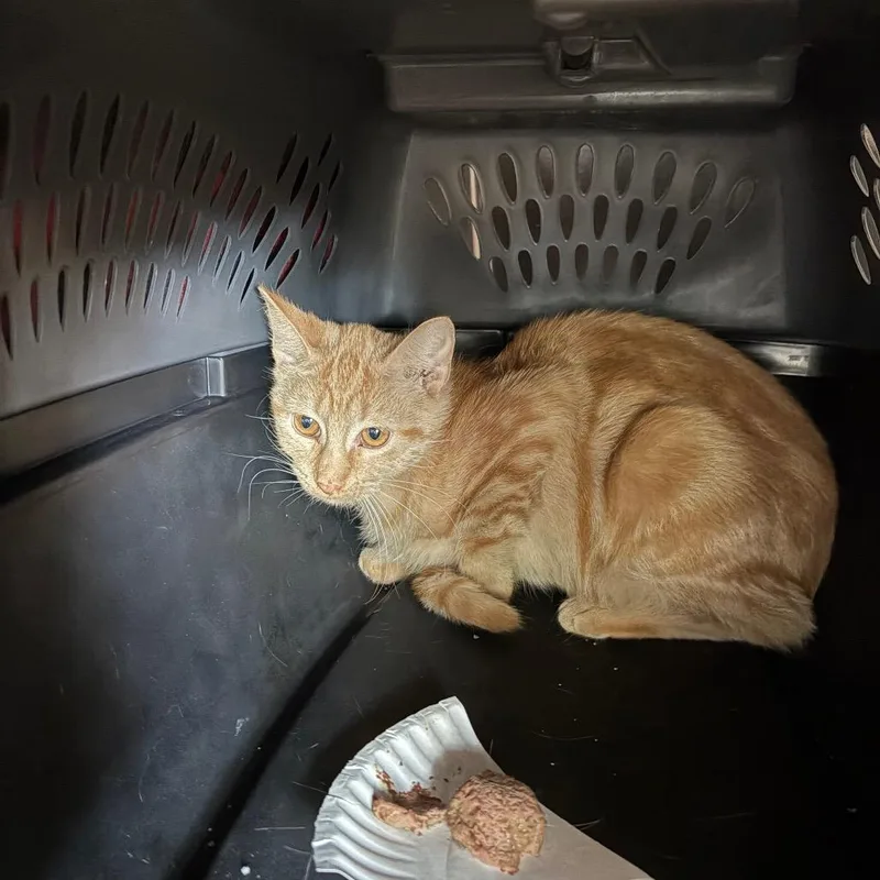 A young medium-sized female Orange / Red Domestic Short Hair cat named Honeybee for adoption in DeKalb, IL
