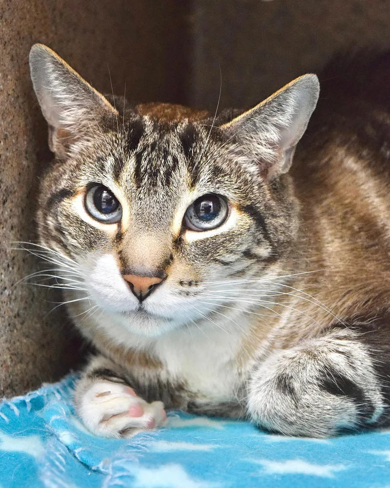 A senior medium-sized male Tabby (Gray / Blue / Silver) Domestic Short Hair cat named Felix for adoption in Dublin, CA