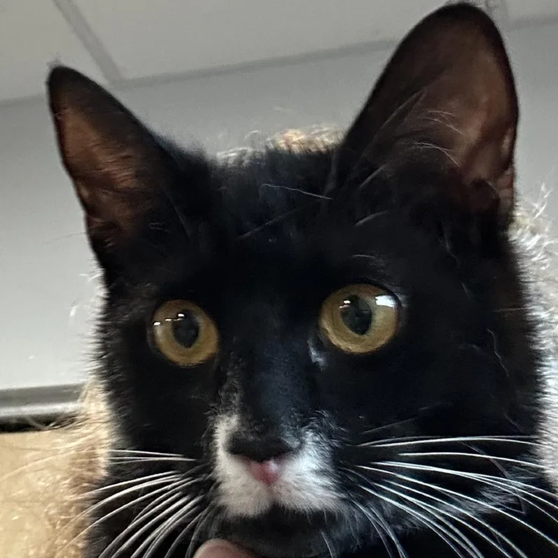 A young medium-sized female Black Domestic Short Hair cat named Patti for adoption in Newark, NJ