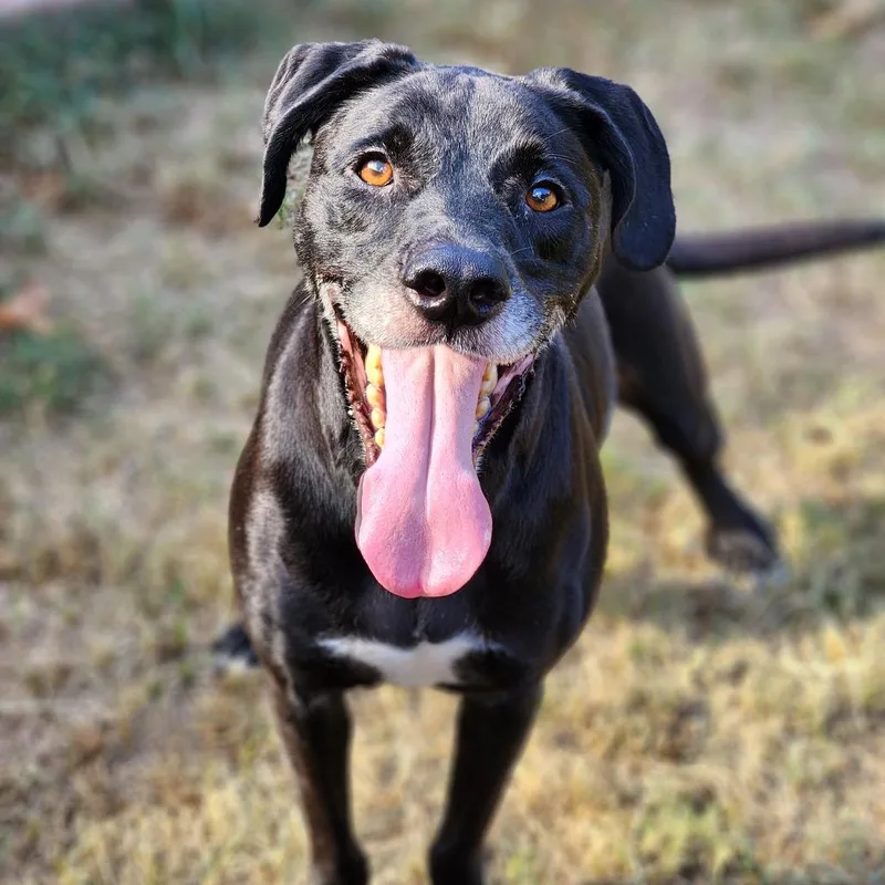An adult medium-sized male Black Retriever dog named Haden for adoption in Montgomery, AL