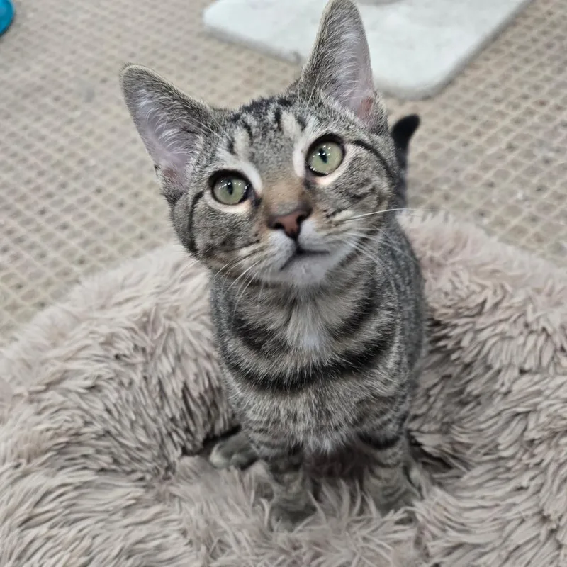 A baby medium-sized male Domestic Short Hair cat named Dough Boy for adoption in Fairmont, WV