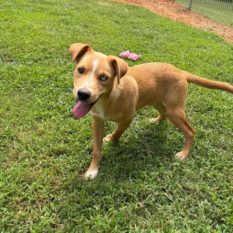 A baby small-sized male Yellow / Tan / Blond / Fawn Border Collie dog named Sonoran for adoption in Roxboro, NC