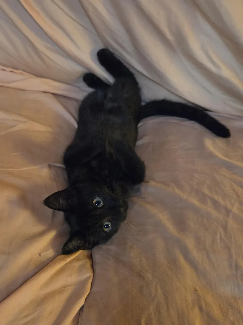 A baby medium-sized female Domestic Short Hair cat named Blueberry and Blackberry for adoption in Eaton Rapids, MI