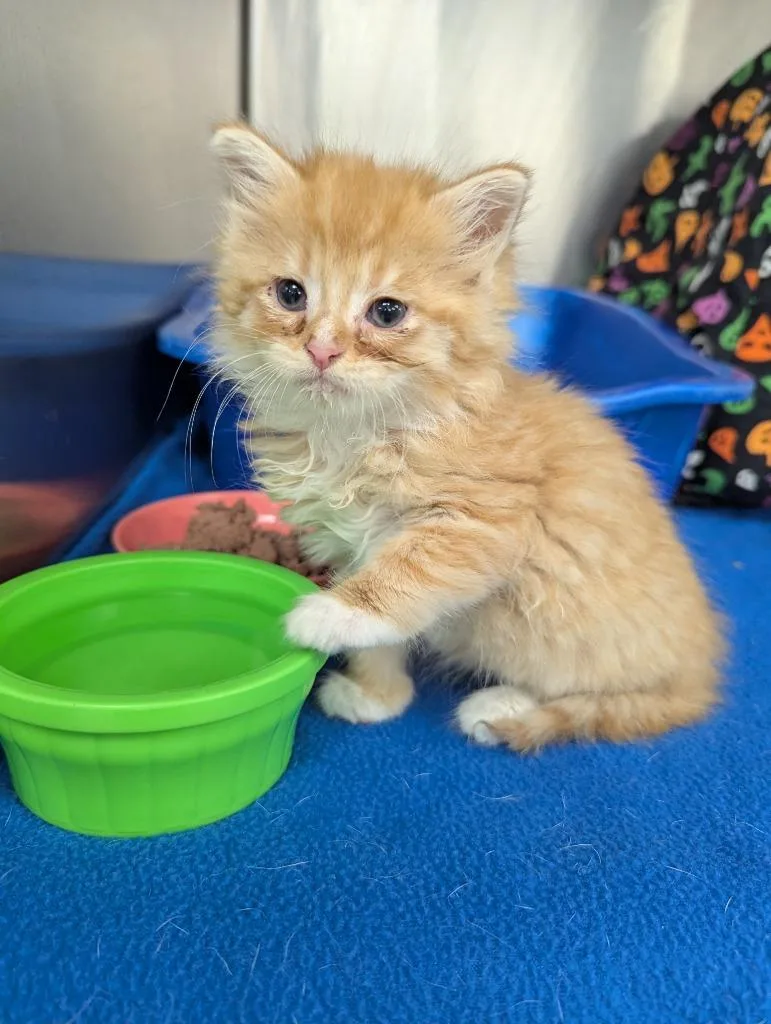 Sherbert