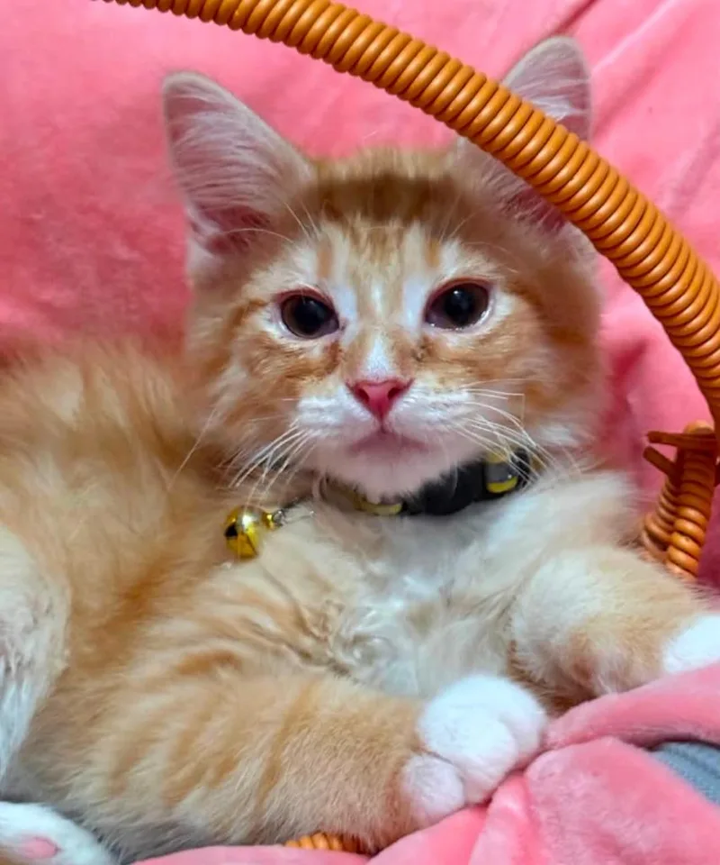 Sherbert thumbnail 2