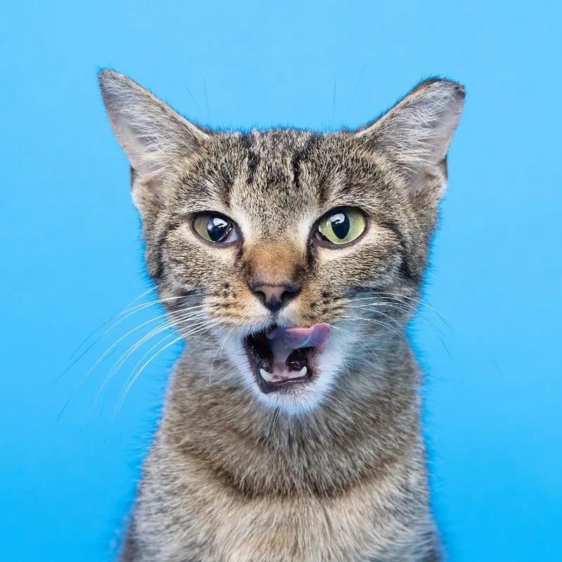 A young medium-sized female Brown / Chocolate Domestic Short Hair cat named Mindy for adoption in Franklin, TN