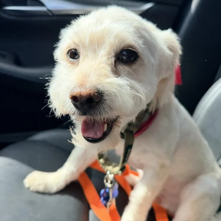 A senior small-sized male White / Cream Mixed Breed dog named Frankie for adoption in Seminole, FL