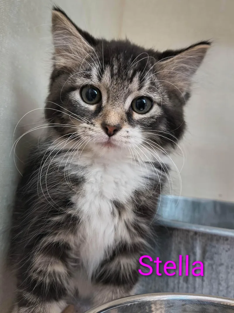 A baby medium-sized female Domestic Long Hair cat named Stella for adoption in Saint Marys, PA
