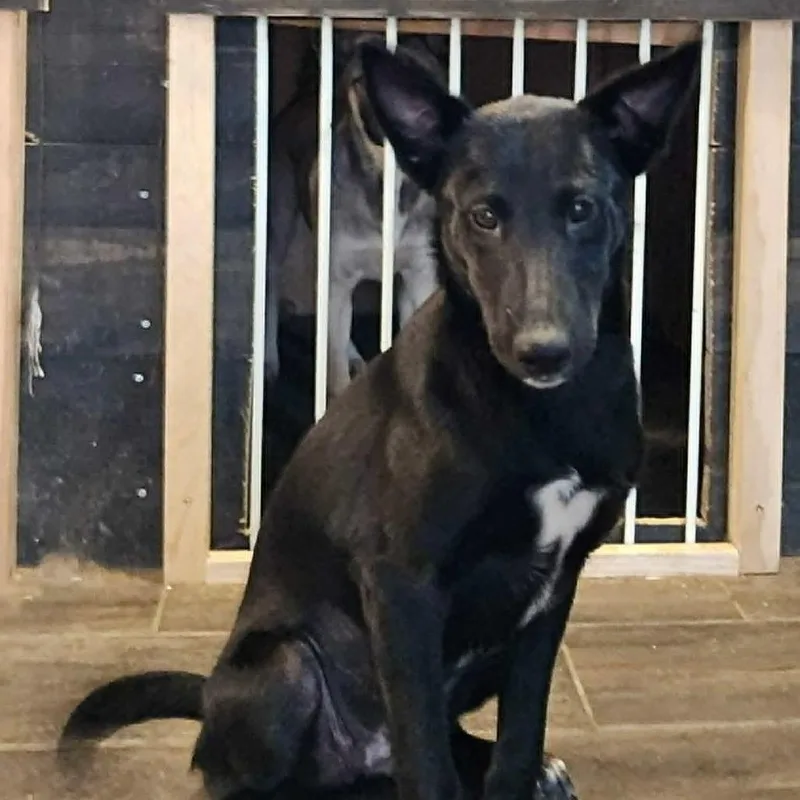 Luna Tuna Ml