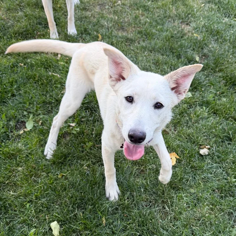 A young medium-sized female Shepherd dog named Soop for adoption in Cody, WY