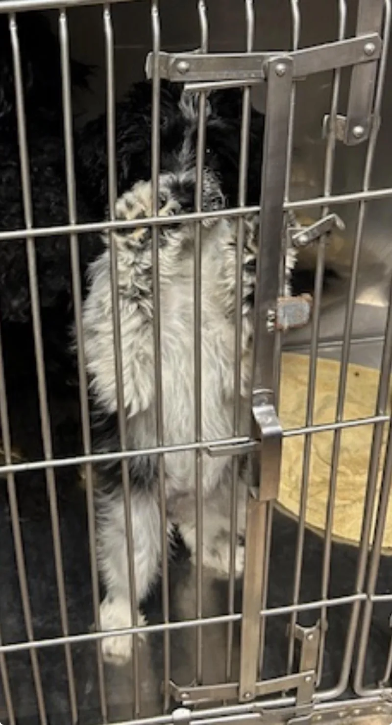 A baby small-sized female Black Shih Tzu dog named Spring for adoption in Warren, NJ