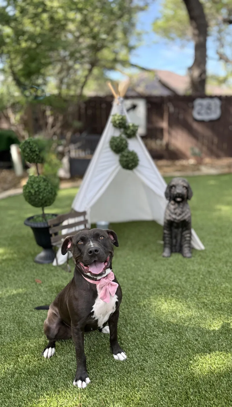 A young medium-sized female American Staffordshire Terrier dog named Noelle for adoption in San Antonio, TX