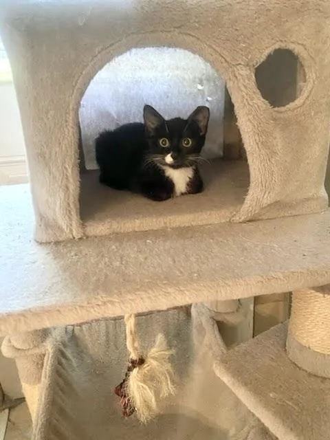 A baby small-sized female Black & White / Tuxedo Domestic Short Hair cat named Peppermint Patty for adoption in Patchogue, NY