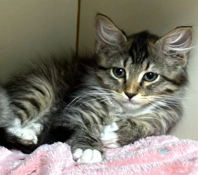 A baby medium-sized male Domestic Long Hair cat named Socks for adoption in Dedham, MA