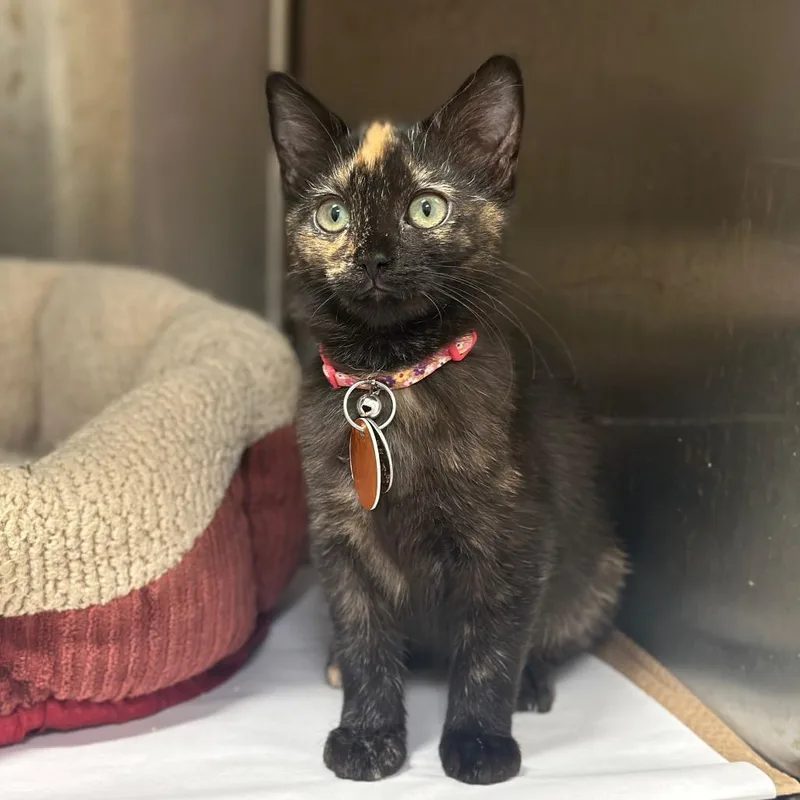 A baby small-sized female Tortoiseshell Domestic Short Hair cat named WV Squash for adoption in Port Washington, NY