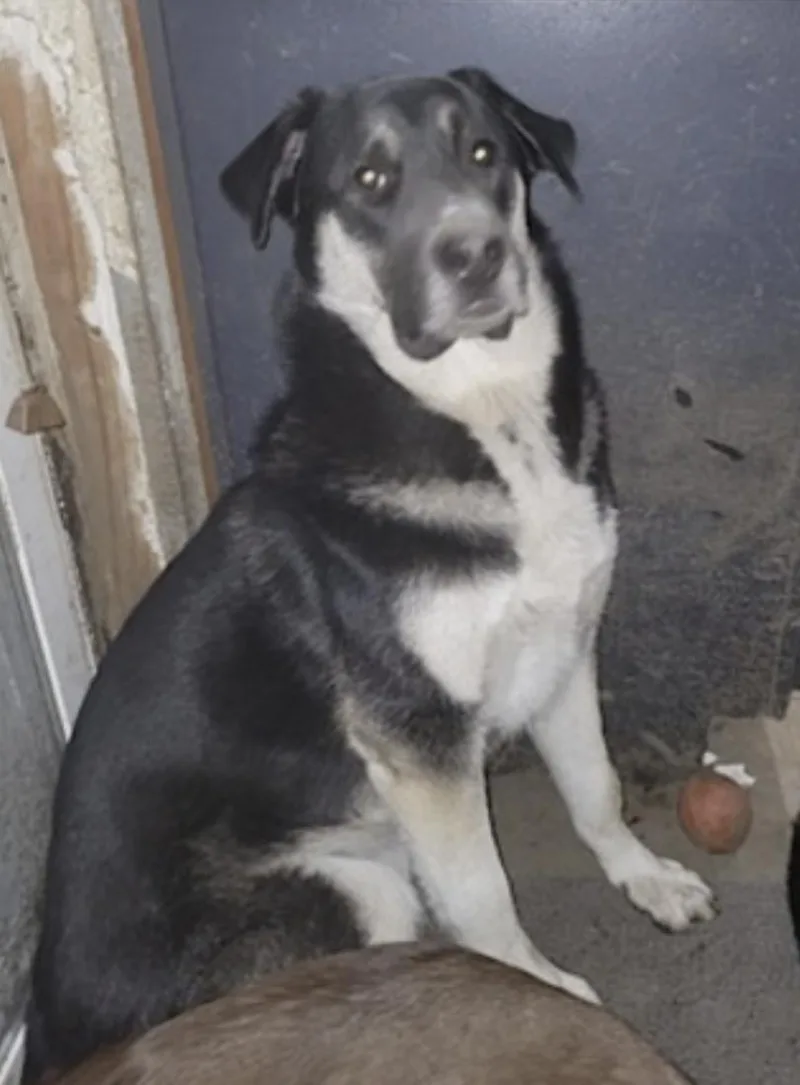An adult large-sized male German Shepherd Dog dog named Bradach for adoption in Amherst, MA