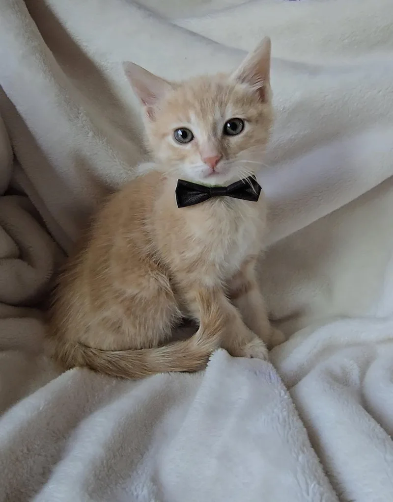 A baby medium-sized male Orange & White Domestic Medium Hair cat named Lucas Bonded Wvini for adoption in San Jose, CA