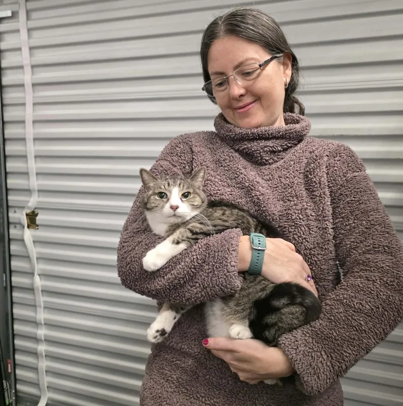 A senior medium-sized male Tabby (Brown / Chocolate) Domestic Short Hair cat named Whisky for adoption in Chicago, IL