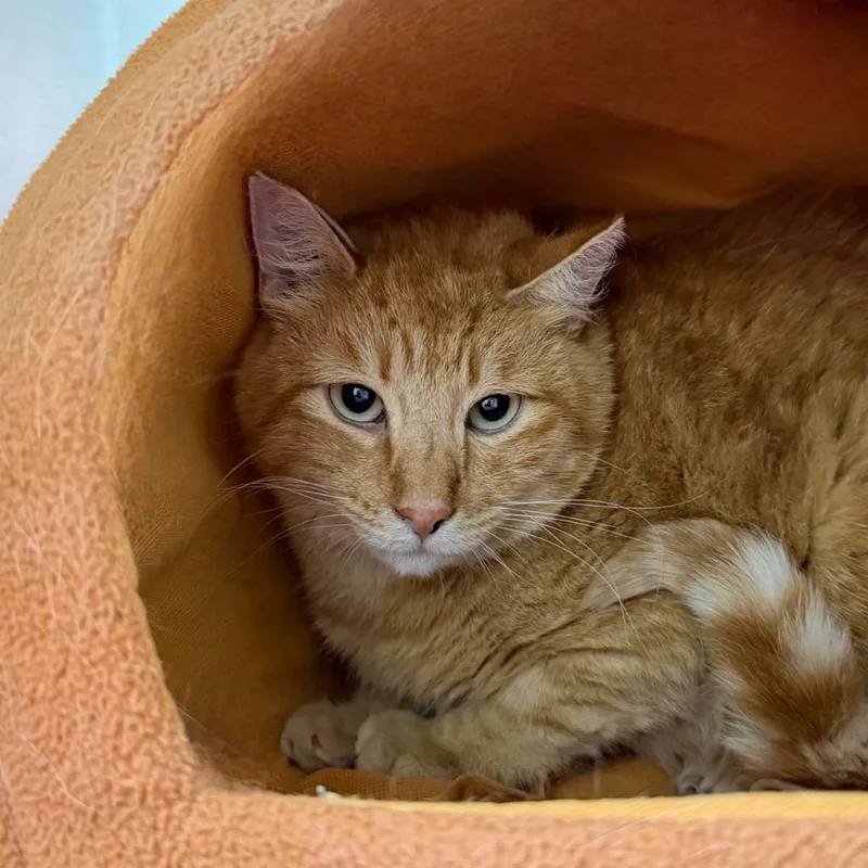 A young medium-sized male Domestic Short Hair cat named Aspen Dental for adoption in State College, PA