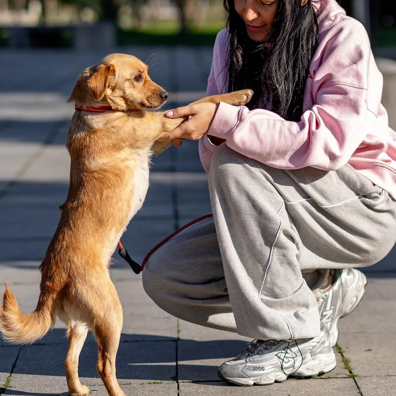 A young small-sized female Golden Terrier dog named Anni for adoption in Morristown, NJ