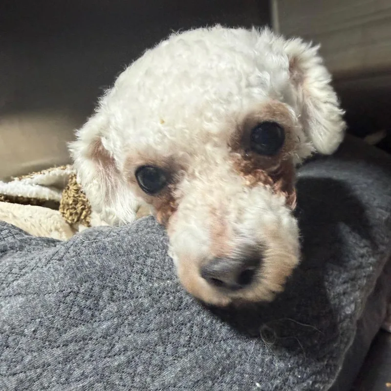 An adult small-sized female White / Cream Bichon Frise dog named Fleur for adoption in West Chester, PA