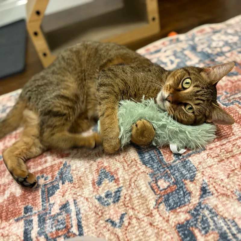 Mr Meowington thumbnail 6