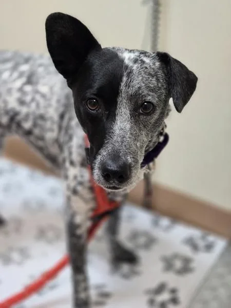 An adult medium-sized female Australian Cattle Dog / Blue Heeler dog named Sienna for adoption in Kennewick, WA