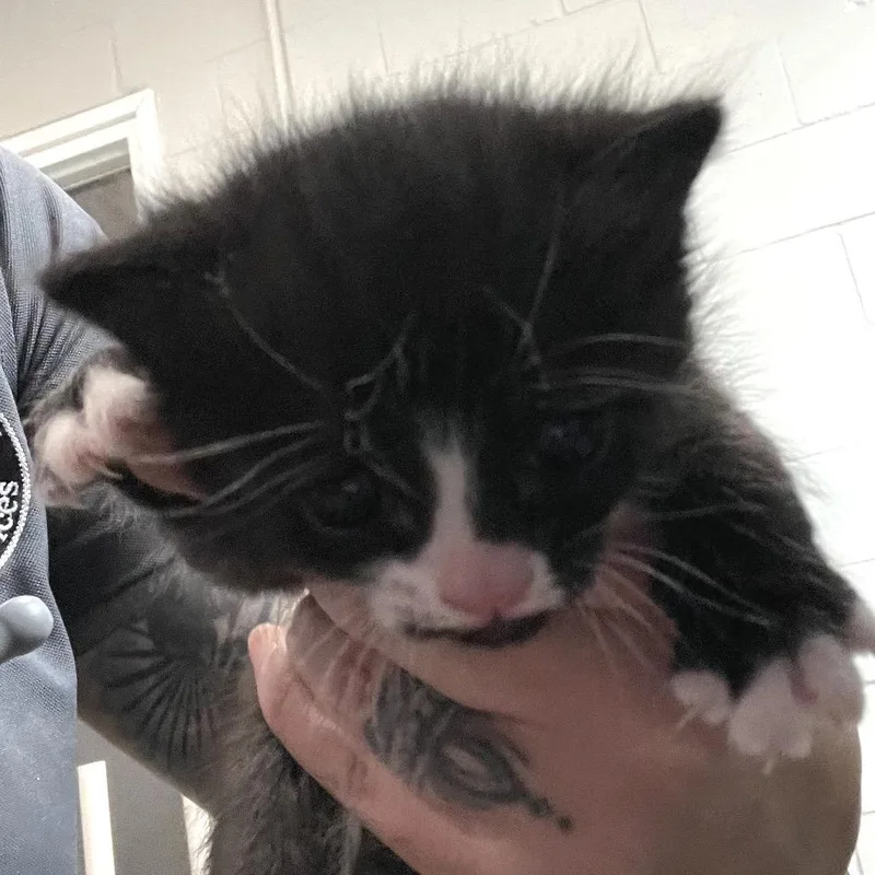 A baby small-sized female Black Domestic Short Hair cat named Haley for adoption in Hinesville, GA