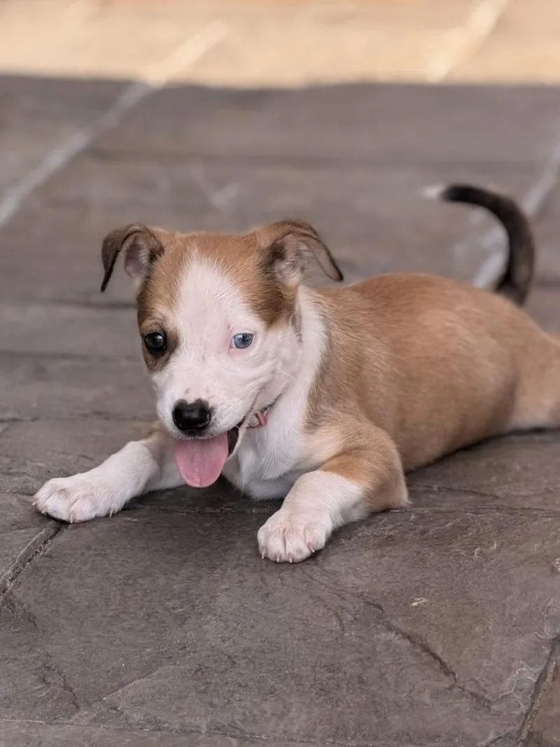 A baby medium-sized female Bicolor Pit Bull Terrier dog named Charli Mae for adoption in Greensboro, NC