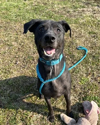 An adult large-sized male Hound dog named Bandit for adoption in New Hope, PA
