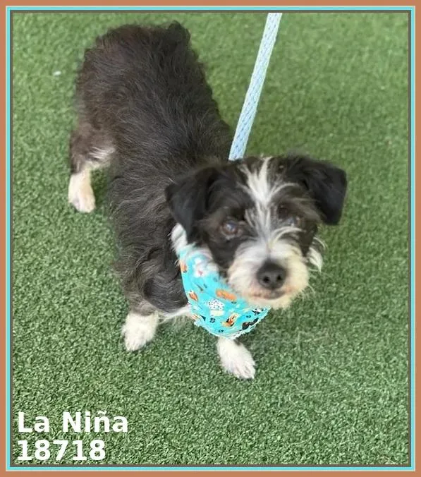 An adult small-sized female Black Chihuahua dog named La Niña for adoption in Marietta, GA