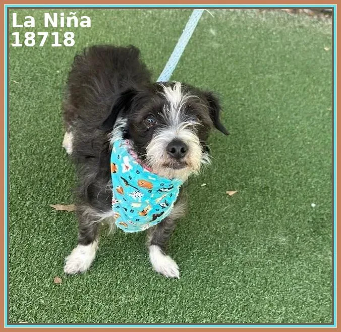 La Niña thumbnail 2
