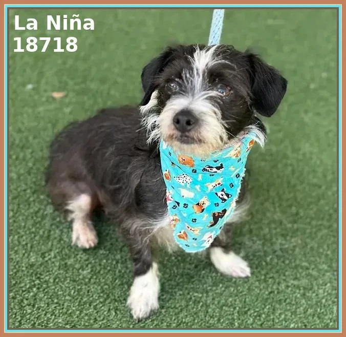 La Niña thumbnail 3