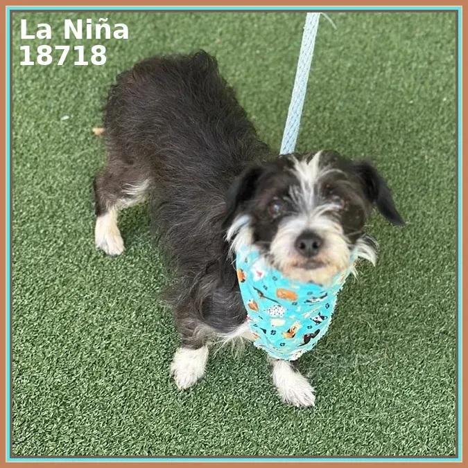 La Niña thumbnail 5