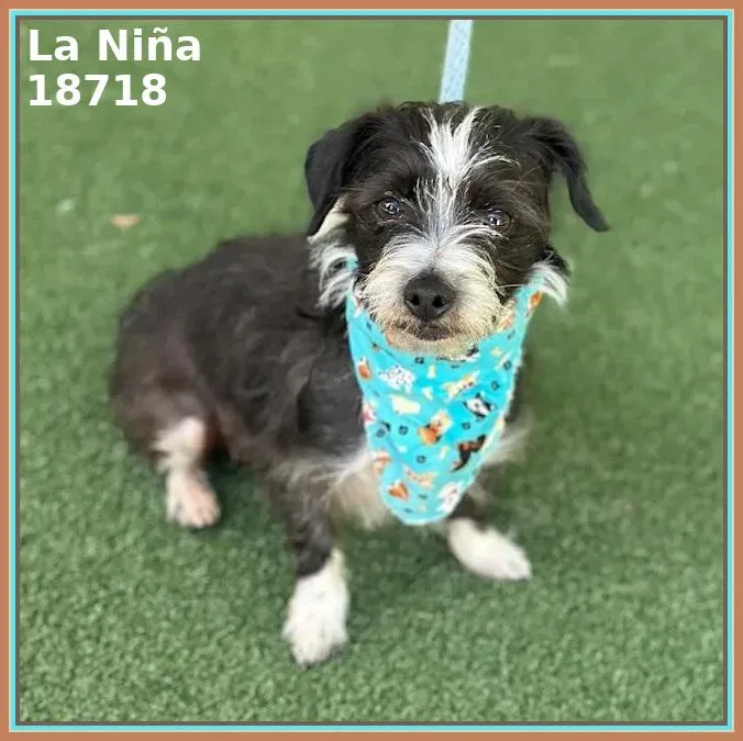 La Niña thumbnail 6