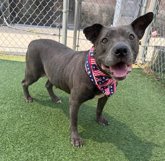 An adult medium-sized male Mixed Breed dog named Genuine for adoption in Columbia, SC