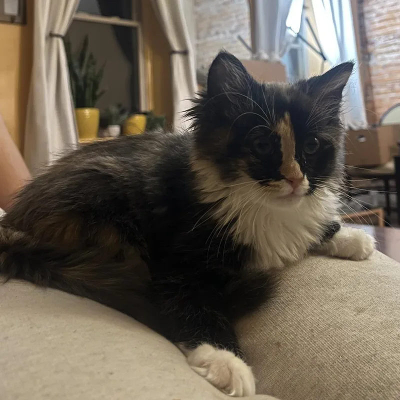 A baby small-sized female Calico Domestic Medium Hair cat named Rosie for adoption in York, PA