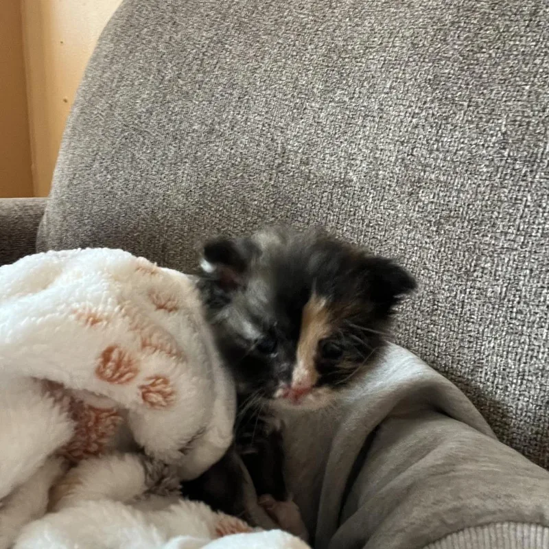Rosie thumbnail 2